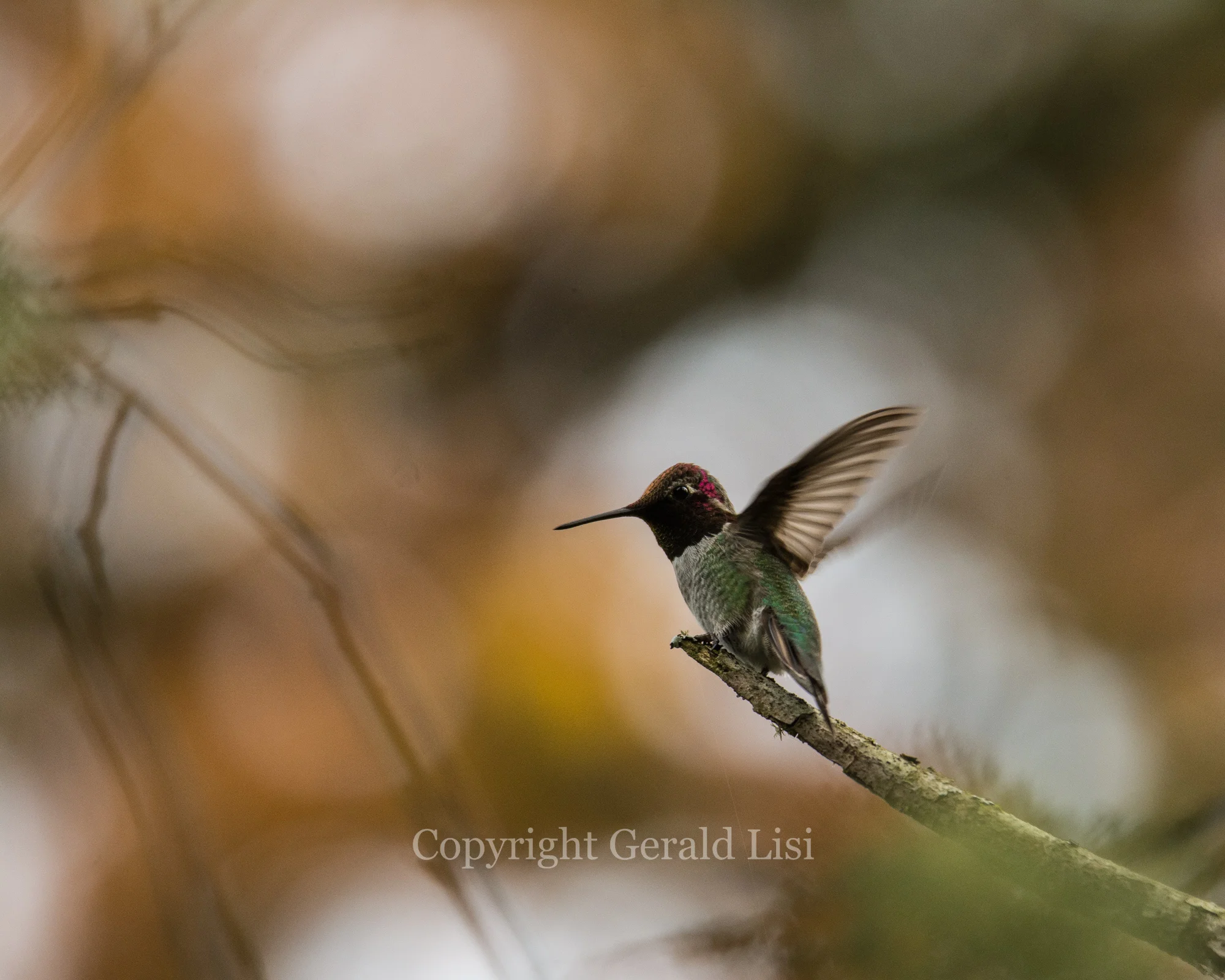The Northern Hummingbird
