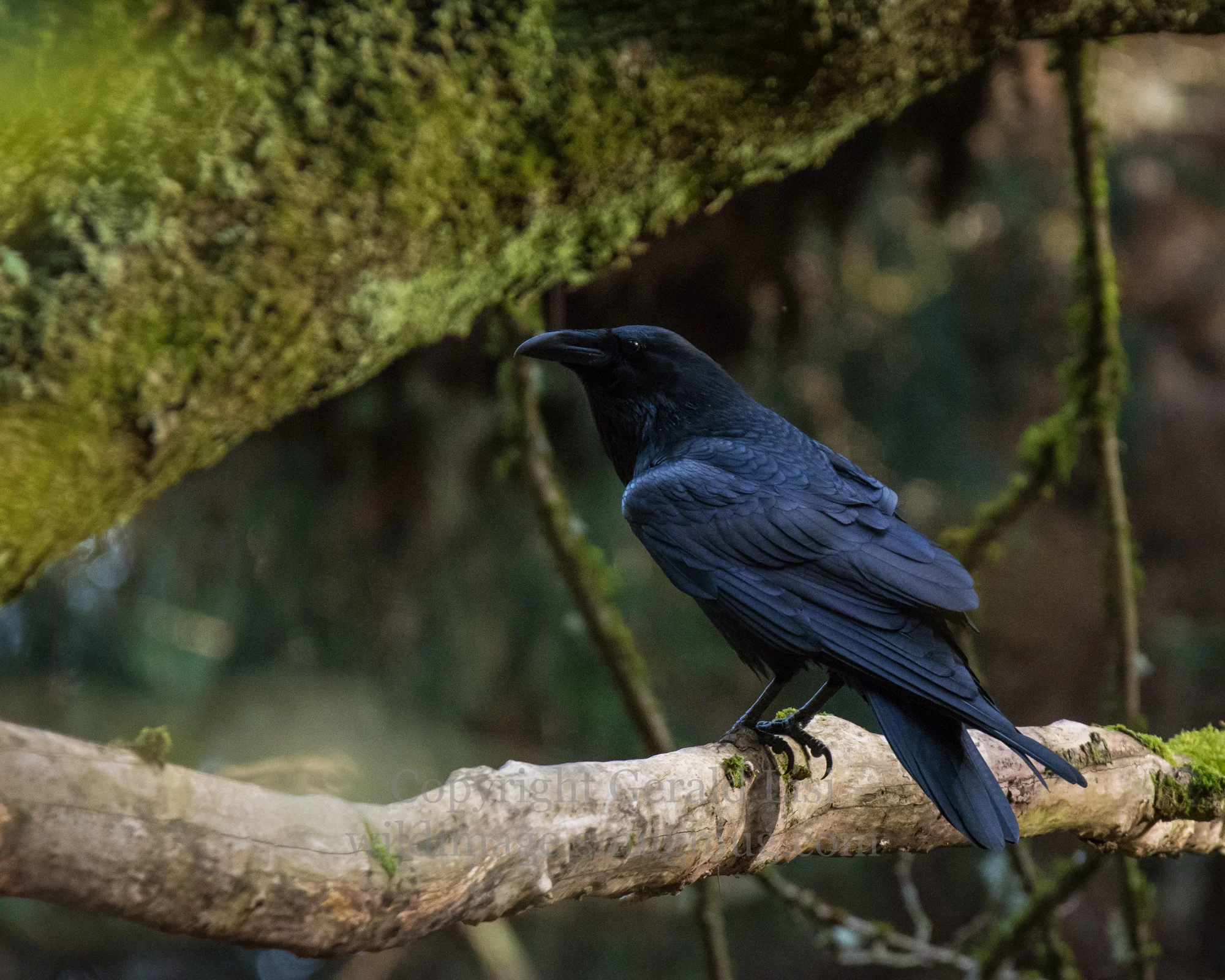 Life and Death in an Urban Forest Fragment 