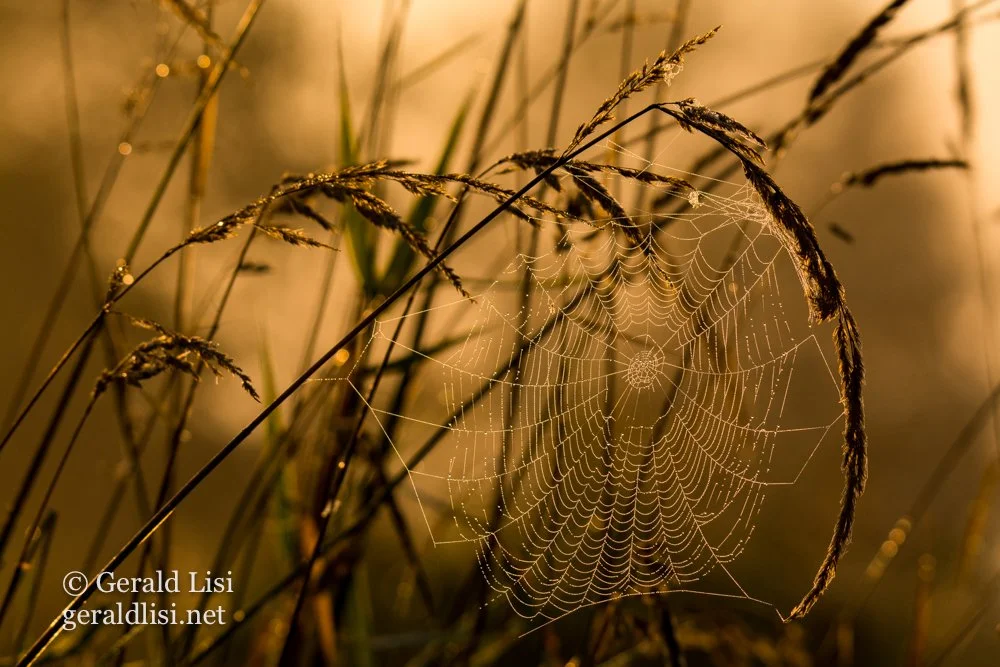 dew drop spider web on grass head.jpg