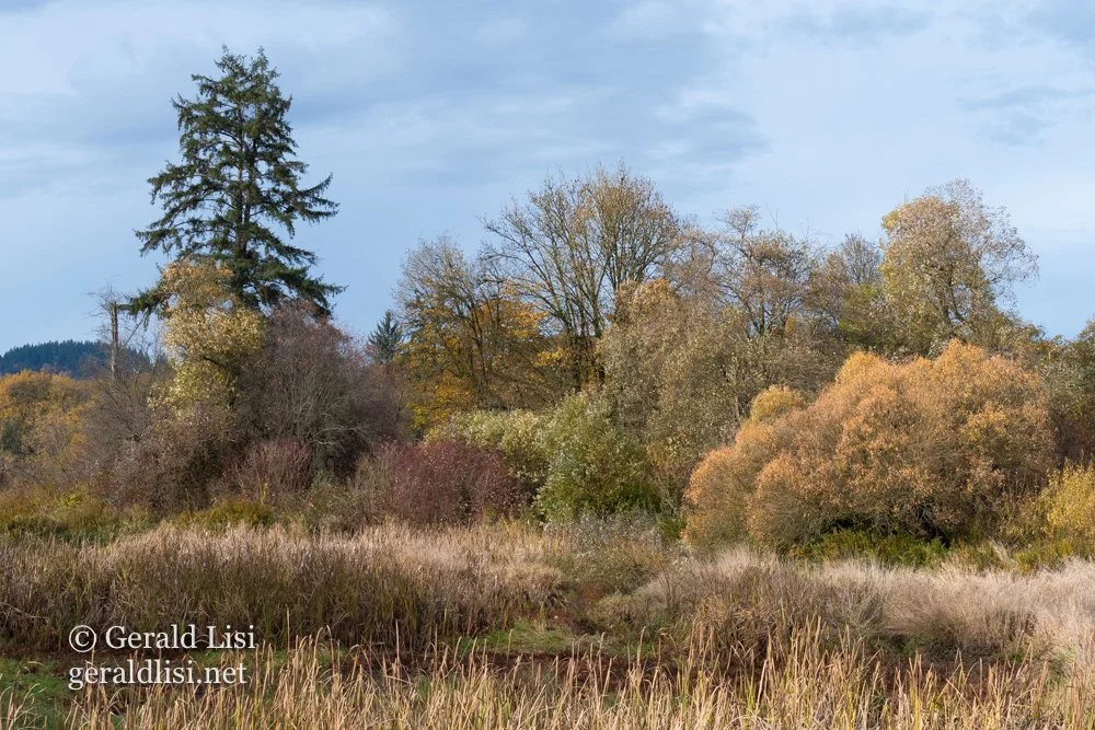 autumn marsh lake crescent.jpg