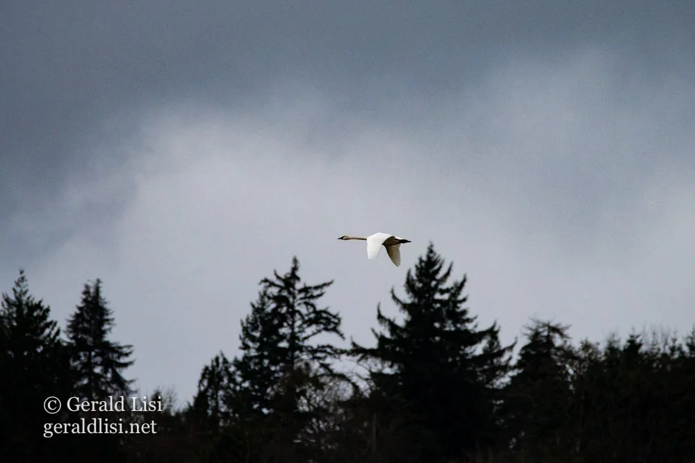 trumpeter swans in flight lake crescent-59.jpg