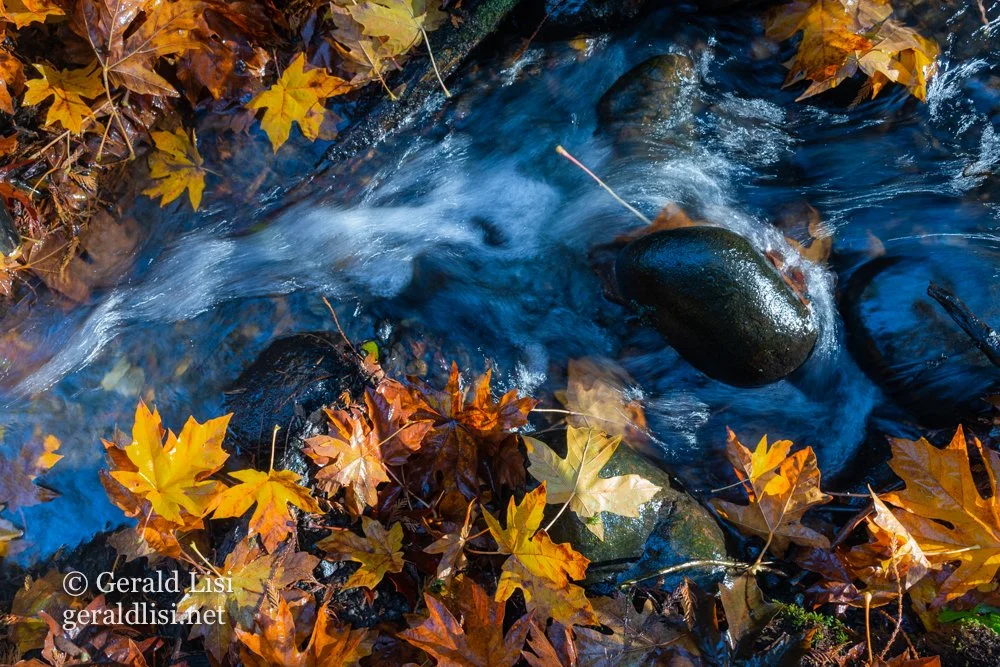 autumn bigleaf maple leaves by creek.jpg
