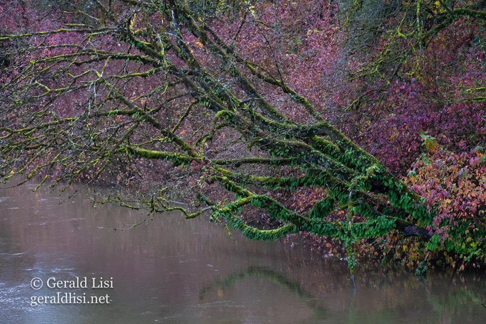 mossy blm with autumn redtwig dogwood-10.jpg
