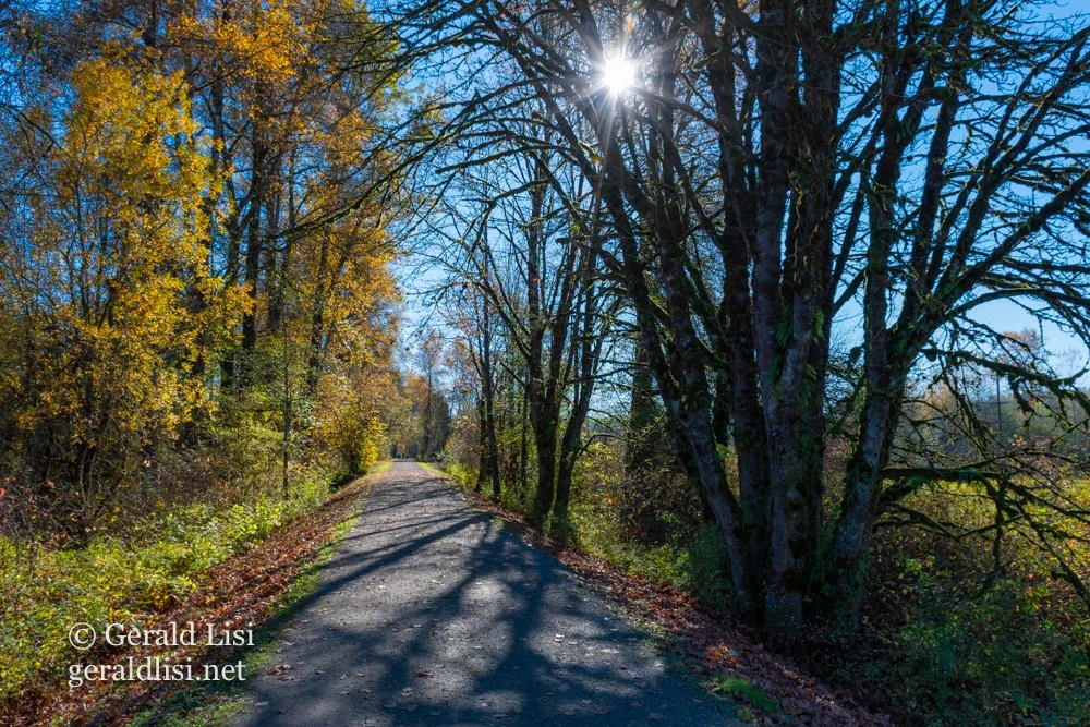 sunburst through maples with autumn cottonwoods sno valley trail.jpg