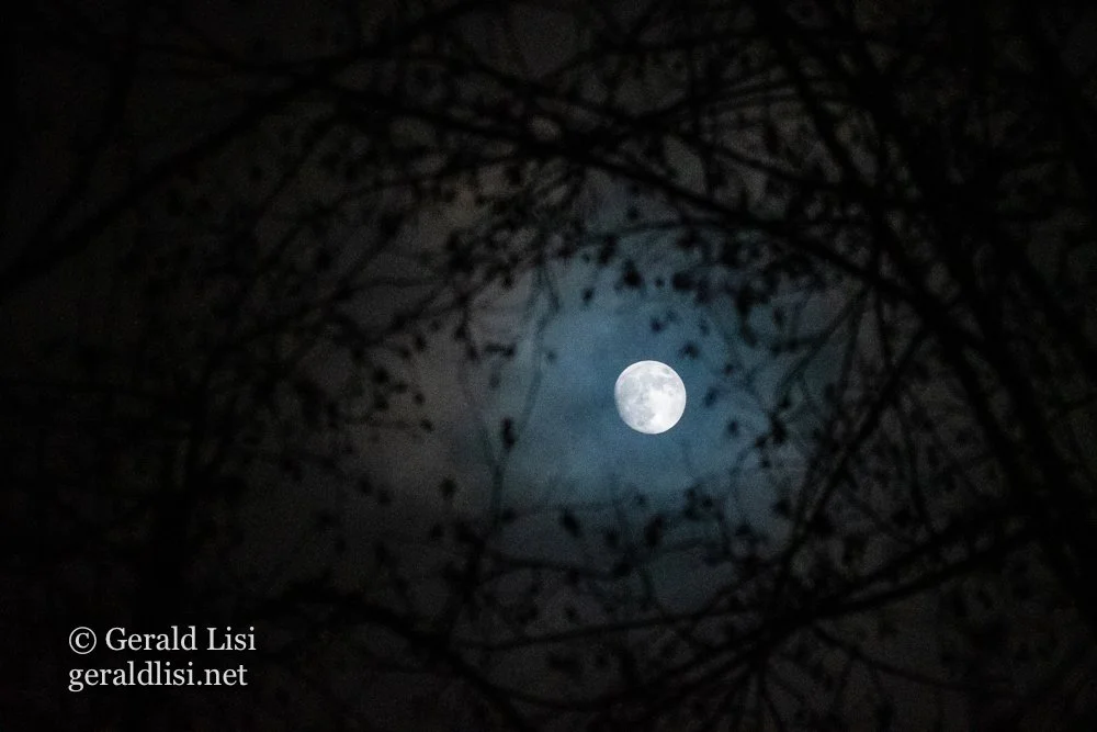 moon through alder branches.jpg