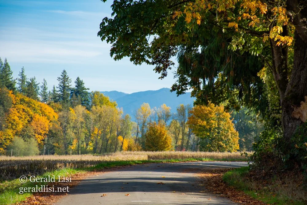 autumn trees and corn field fall city-2.jpg