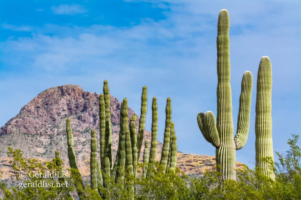saguaro, organ pipe, creosote bush with hill and sky opcnm.jpg