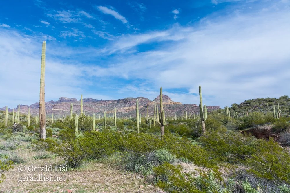 saguaro and creosote bush community with hills and sky opcnm.jpg