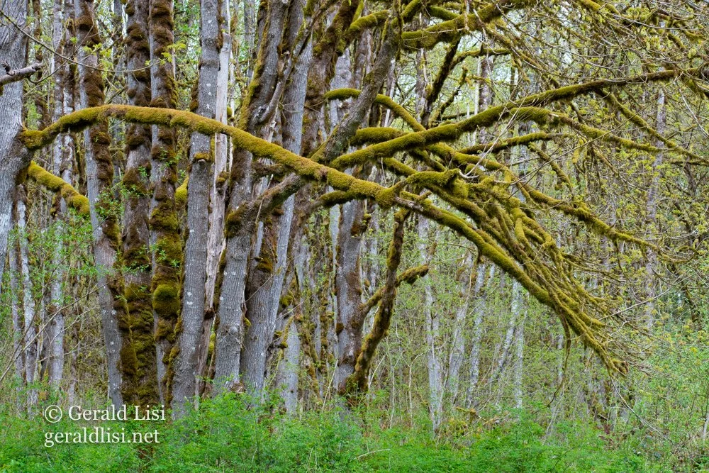 spring bl maples tolt macd.jpg