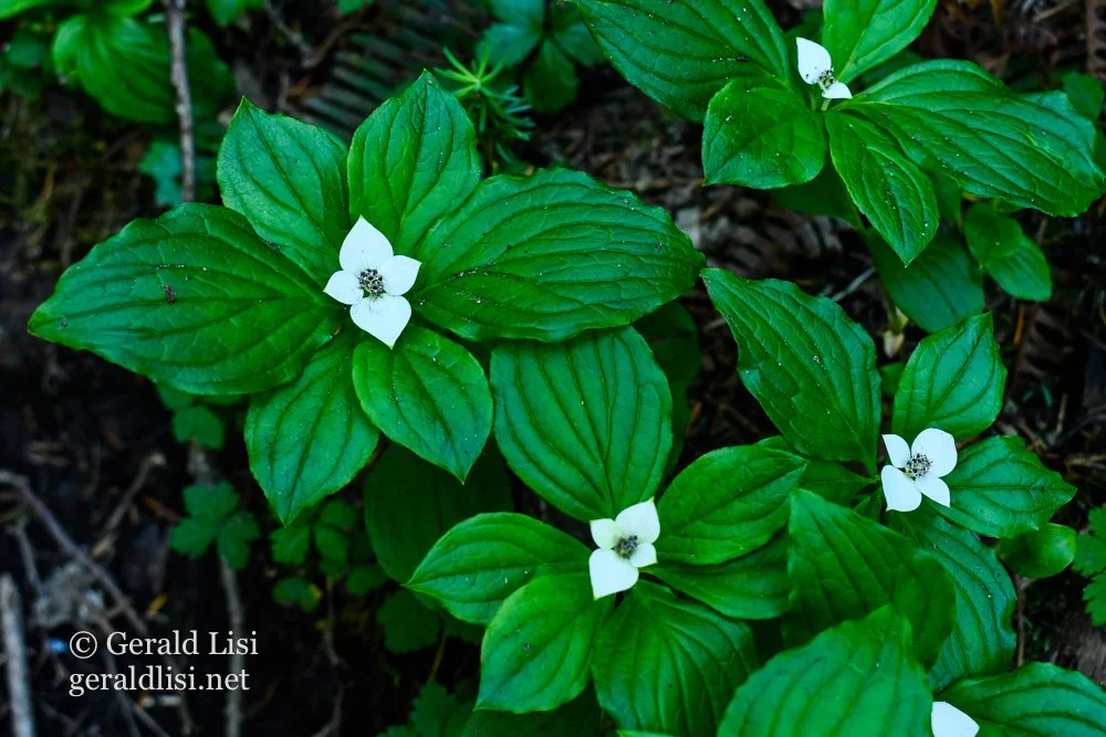 bunchberry close up naiad falls_.jpg