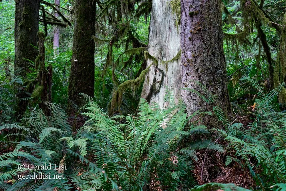 sunlit tree trunks w sword fern t-mcd sp.jpg