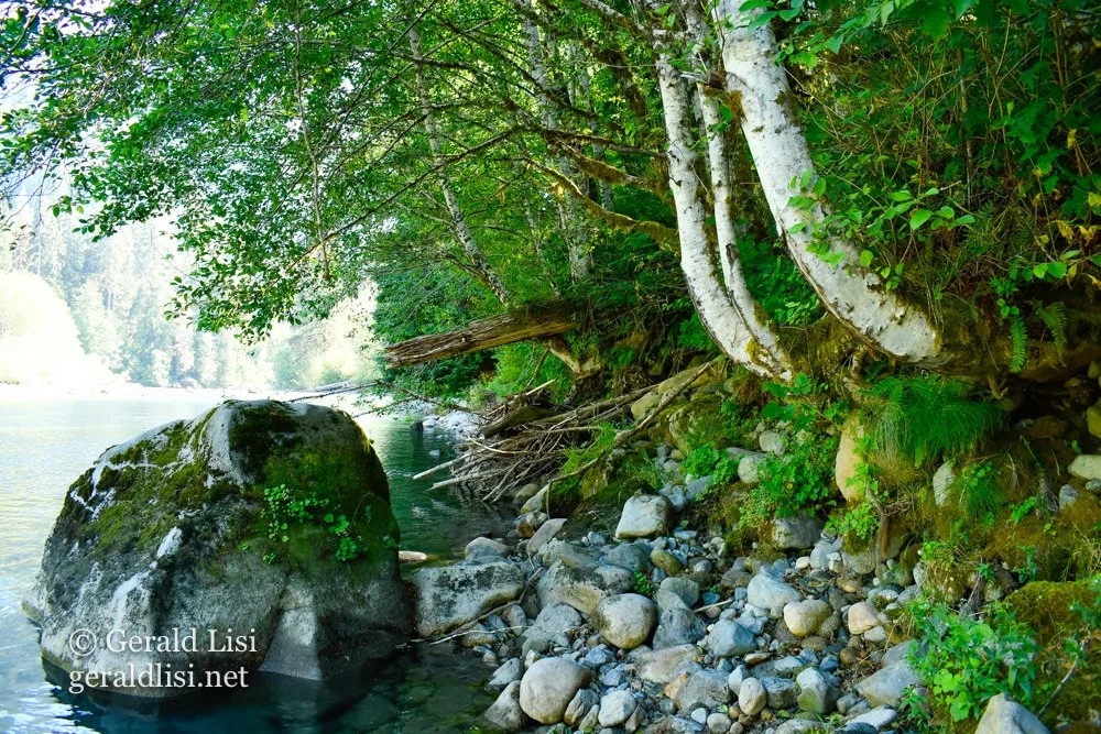 red alder middle fork snoqualmie riverbank.jpg