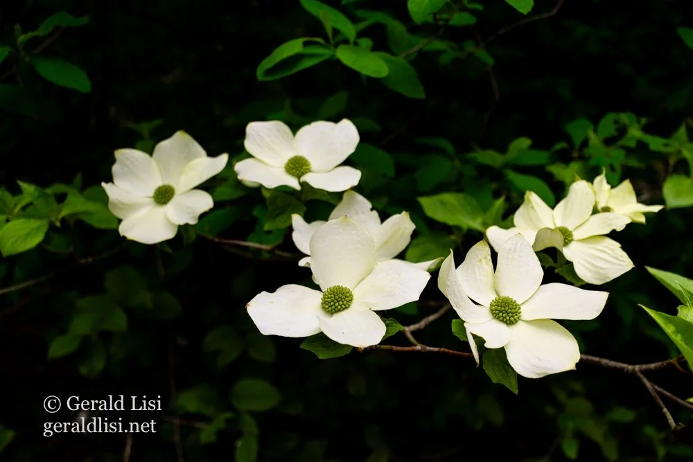 pacific dogwood -flowers- bracts, buds closed.jpg