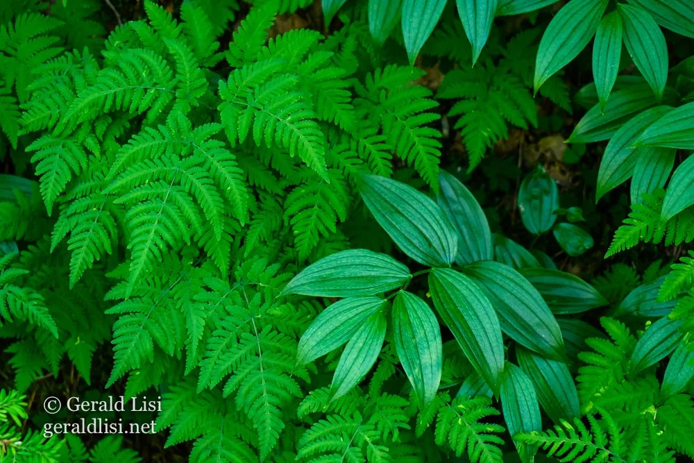 oak fern and maianthemum.jpg