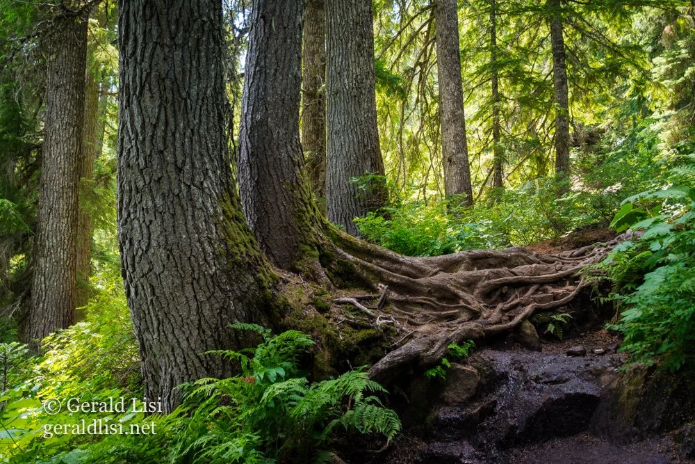 mountain hemlock trunks and roots, rachael lake trail.jpg