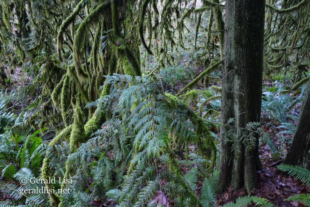 mossy-branched redcedars rwp.jpg