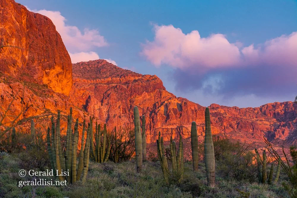 opcnm sunset red rock cacti clouds.jpg
