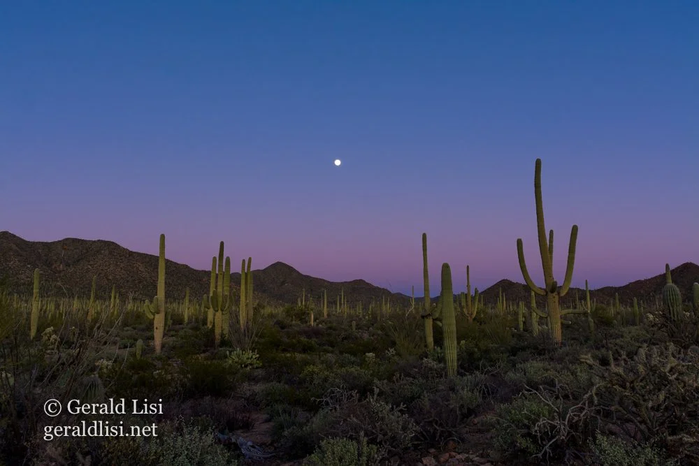moonries-sunset saguarps, mountains Saguaro NP.jpg