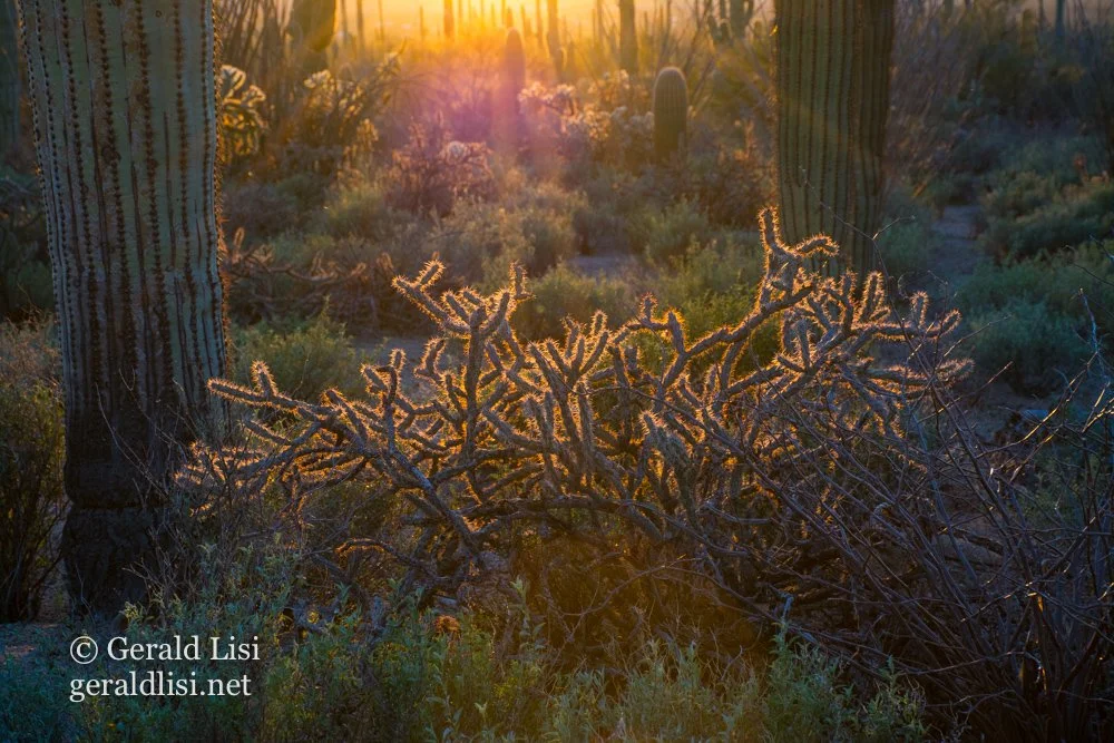 cholla backlit by sunset saguaro np.jpg