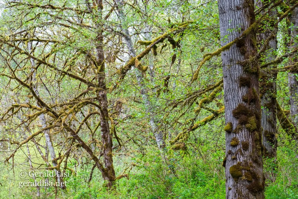 spring riparian woods toltmcd.jpg