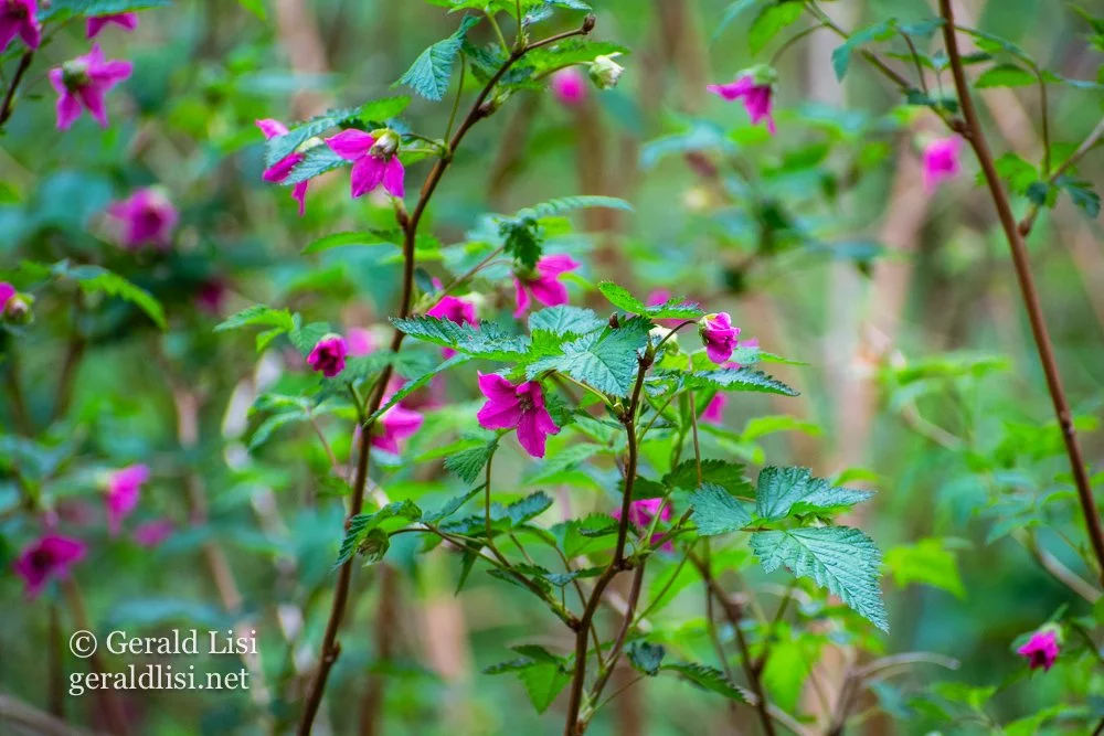salmonberry patch flowering toltmcd.jpg