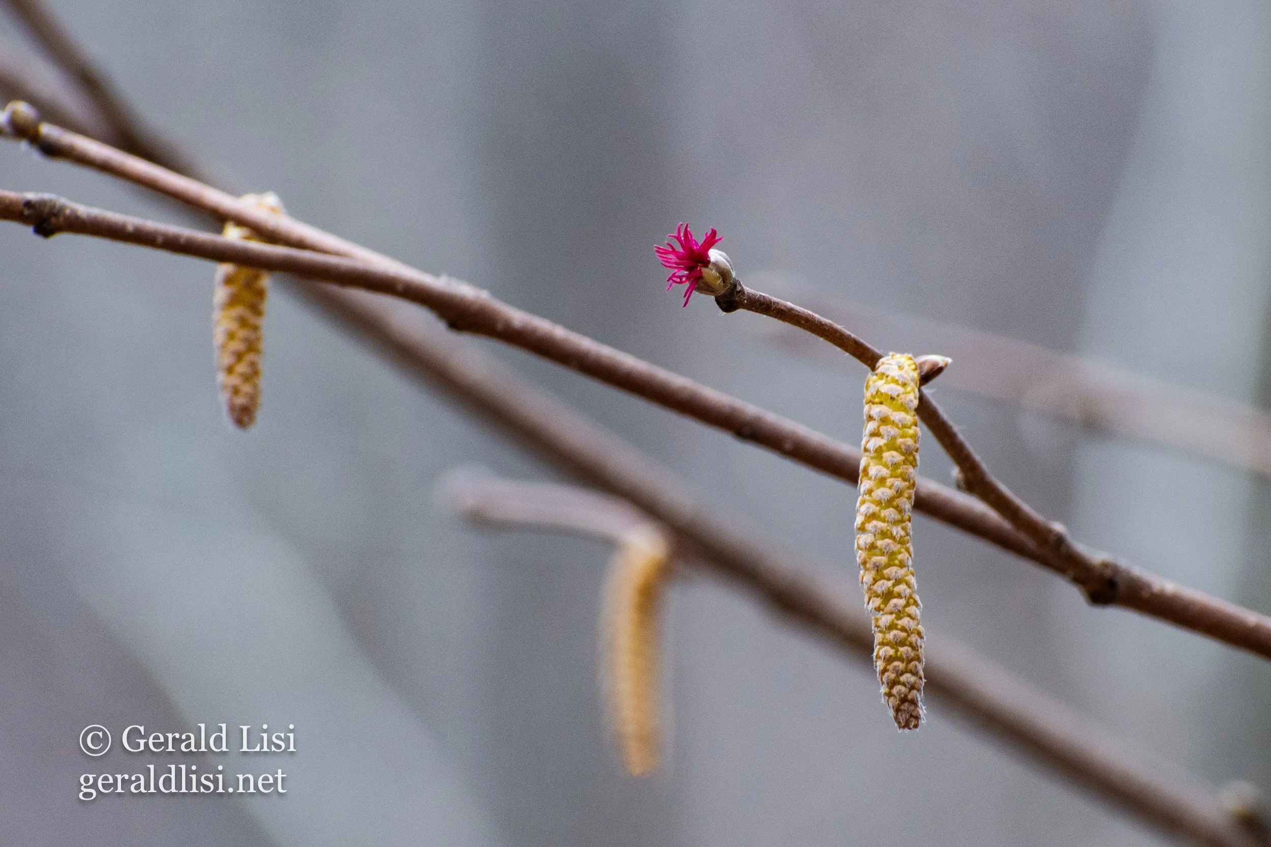 Early Bloomers