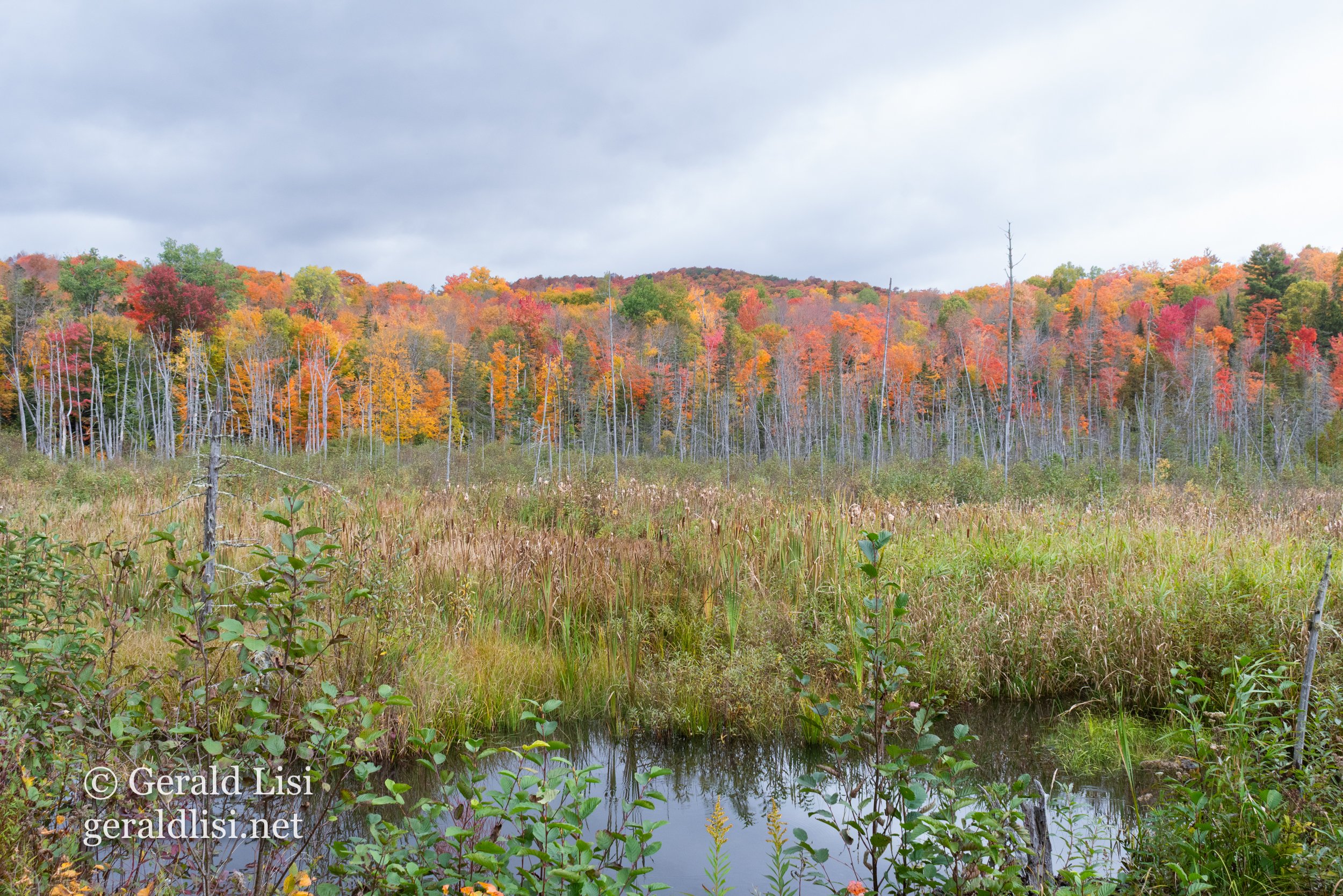 Leaf Peeping, and 2027 Calendar