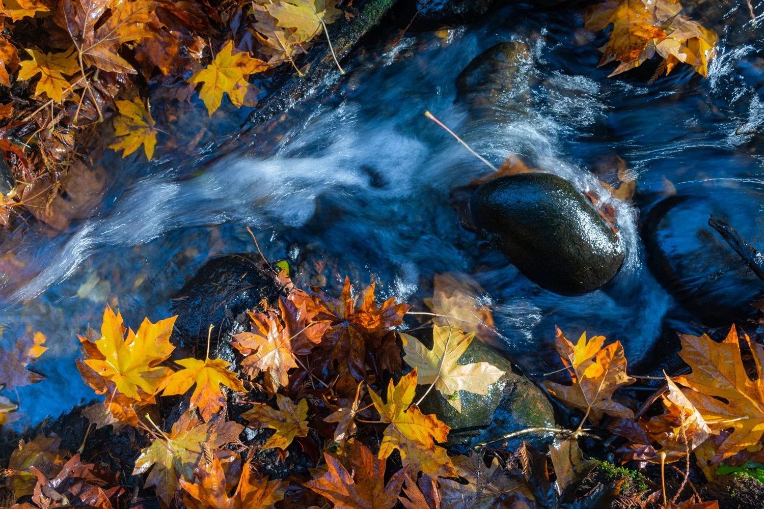 Autumn Bigleaf Maple Leaves in Stream Matted Print
