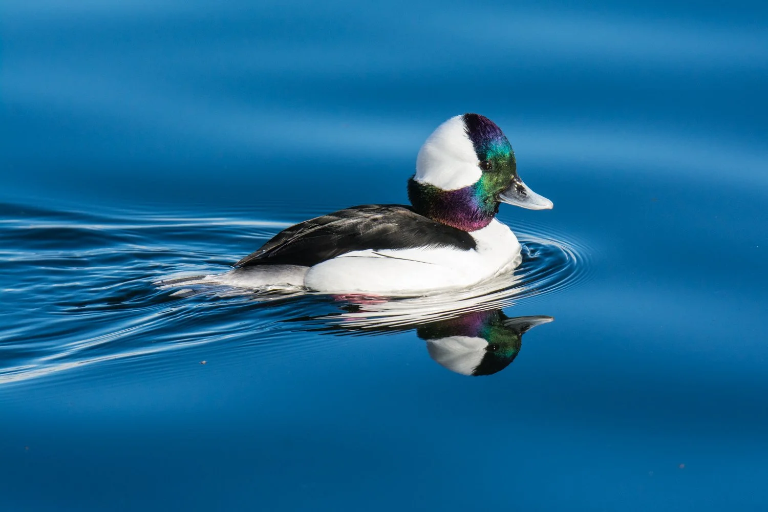 Bufflehead Drake Swimming Matted Print