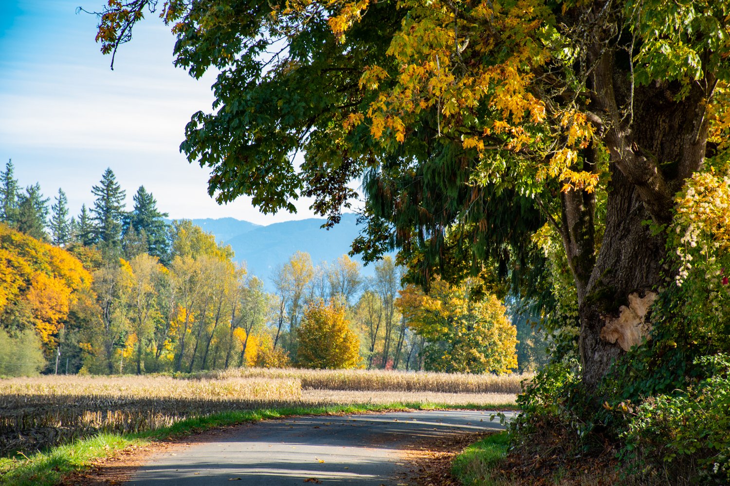 Autumn in Fall City, WA Matted Print