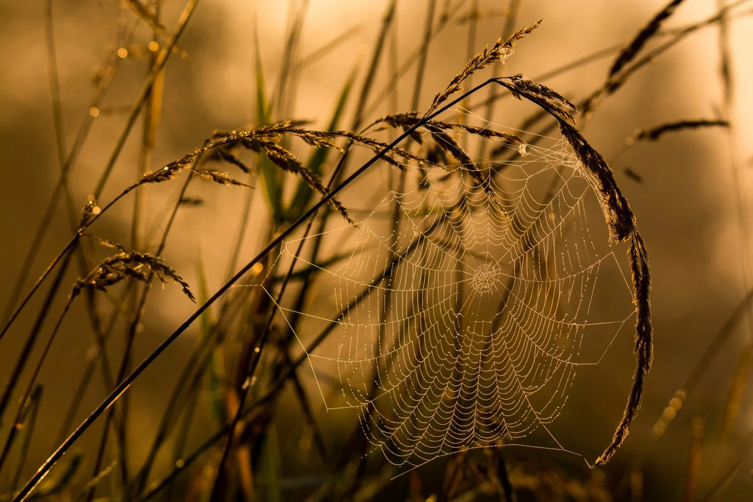Dew-dropped Spider Web Metal Print