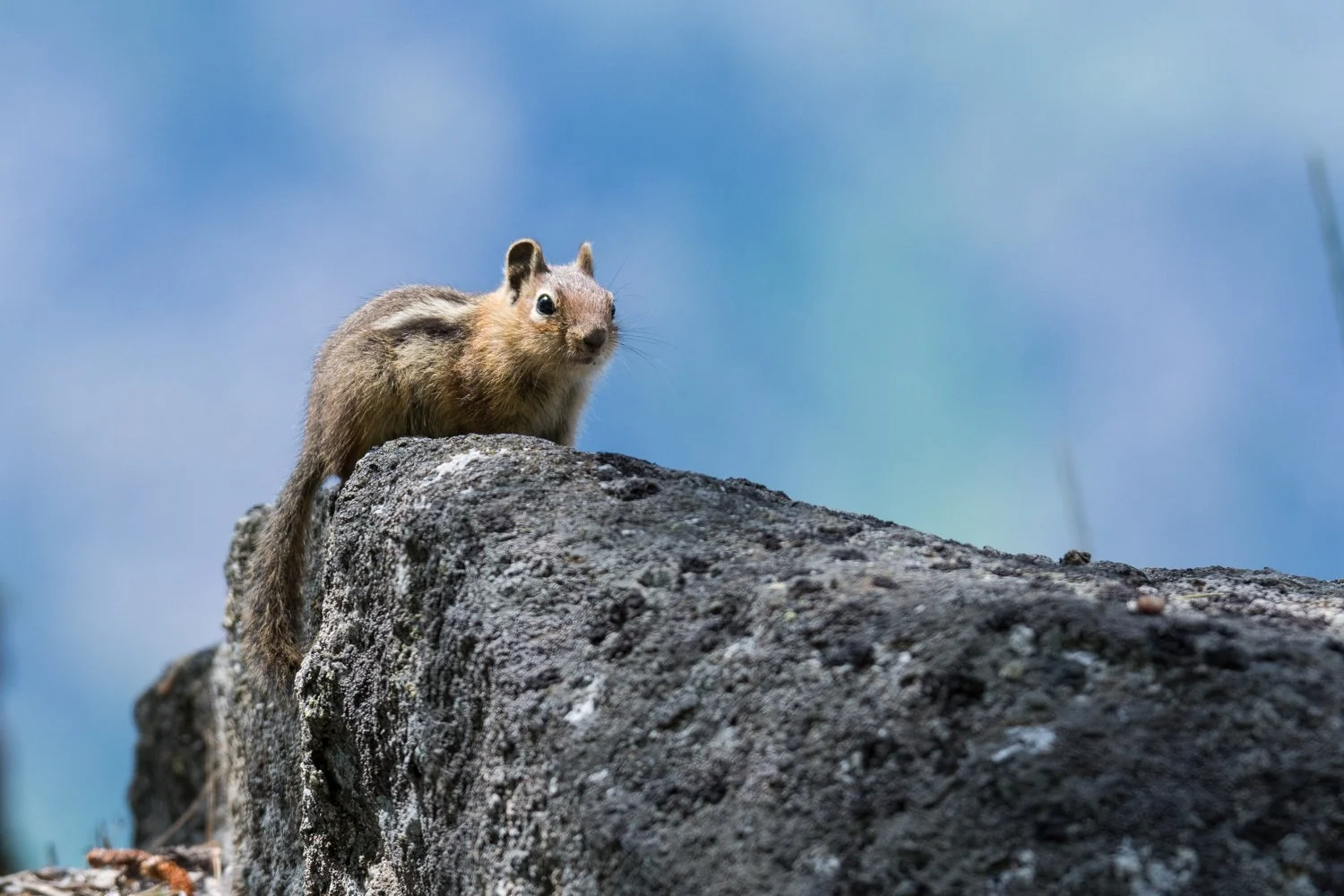 golden-mantled ground squirrel on rock leavenworth.jpg