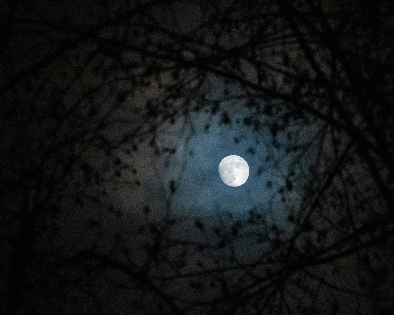 Winter Moon through Red Alder Matted Print