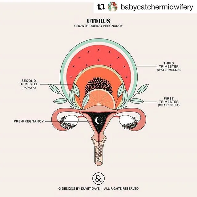 These are beautiful
・・・
The amazing uterus. “There is no other organ quite like the uterus. If men had such an organ they would brag about it. So should we.” Ina May Gaskin #midwivesofinstagram #uterus #doula #womenempoweringwomen #ncdoulas