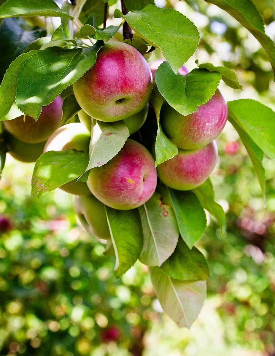 AppleOrchard_CloseUpApples.jpg