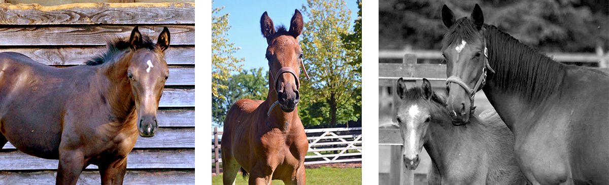  The Jewel Court bloodline originates with the mare Jewel’s Classic Touch, the 1992 Barcelona Olympic Games winner. Her line has produced generations of champion jumping and dressage horses.&nbsp;  For more information visit:&nbsp; http://jewelcourts