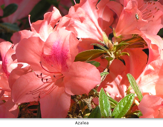 azalea.png