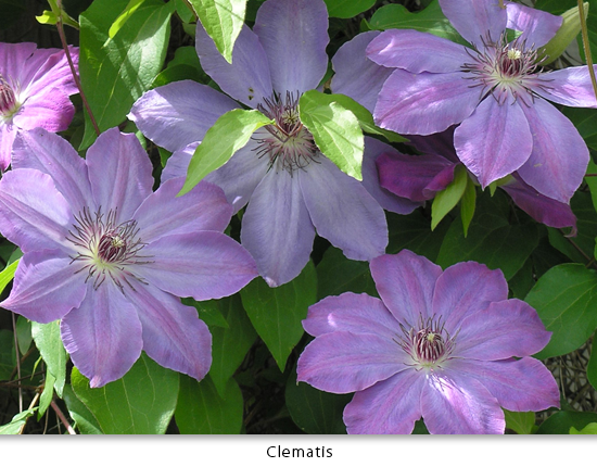 clematis.png