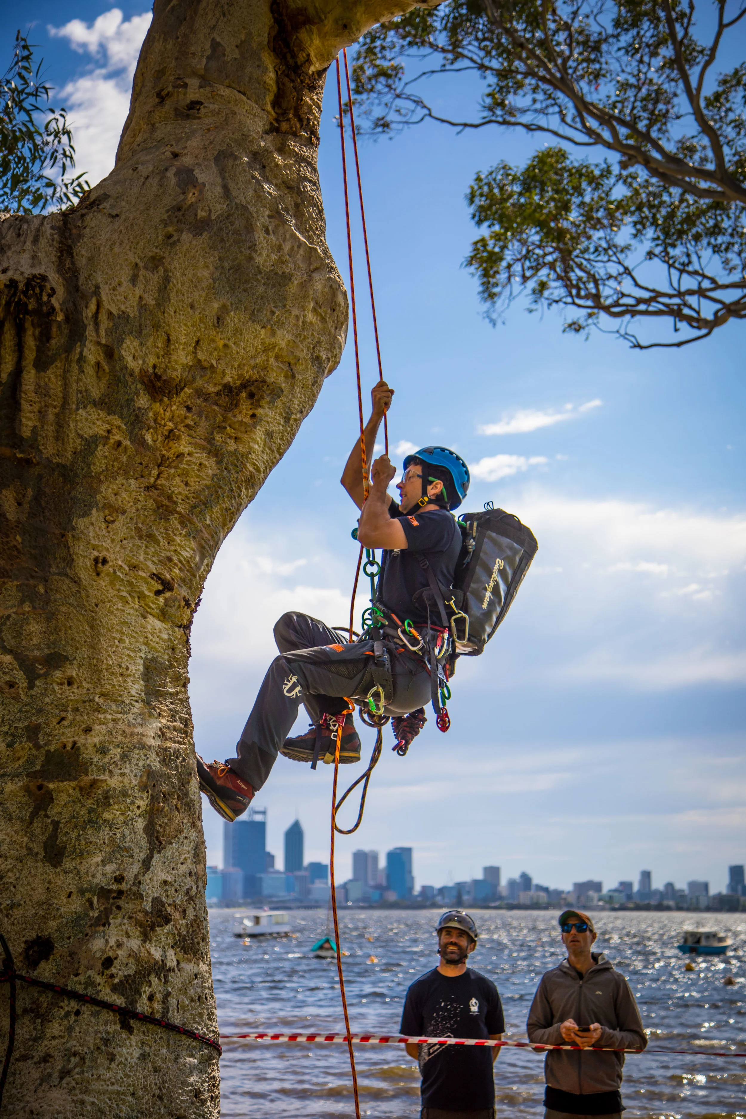 Ascending a Eucalyptus cladocalyx (Sugar Gum) during an aerial rescue training event.