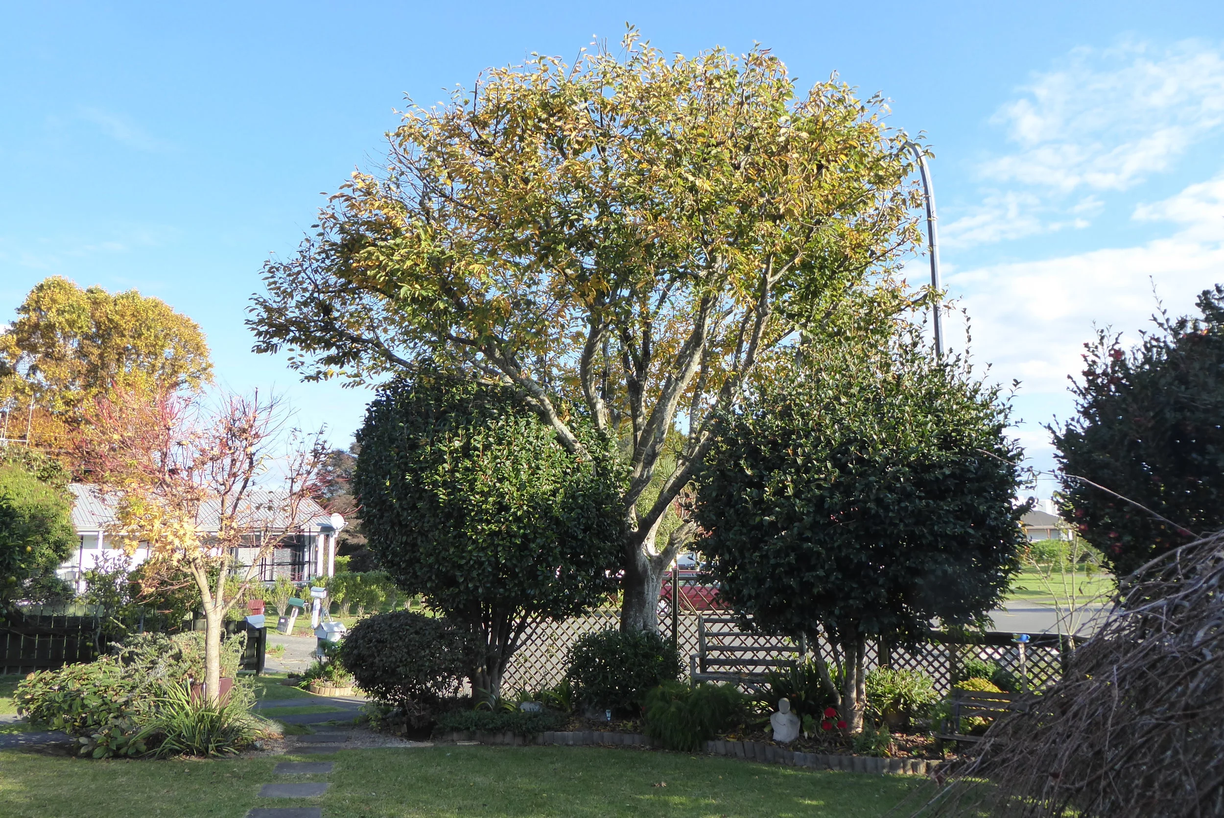 ‘After’  image of our valued client’s Hornbeam tree. Remedial pruning has allowed this tree to regain good health and structure, which will continue to improve with a little ongoing management over time.
