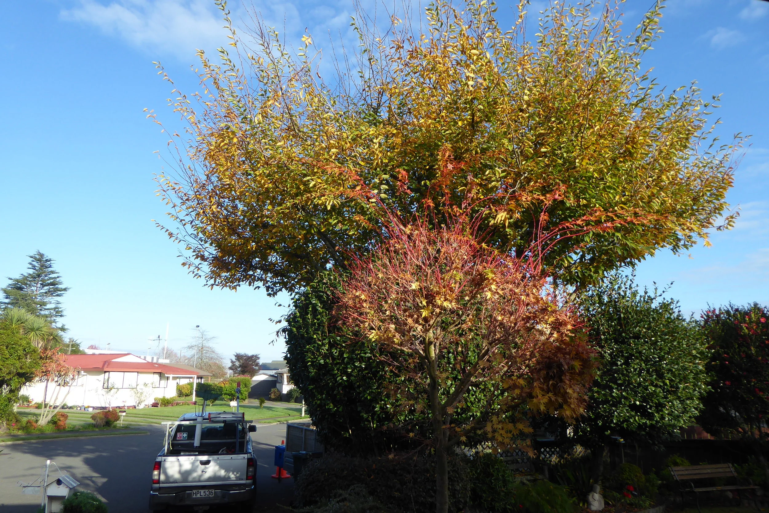 ‘ Before’  image of a valued client’s Hornbeam tree. After suffering from poor pruning in the past, the tree had developed a problematic structure, with lots of epicormic growth and crossing branches. The best option for the tree was a thorough formative prune, and a gentle reduction to shape and balance the canopy.