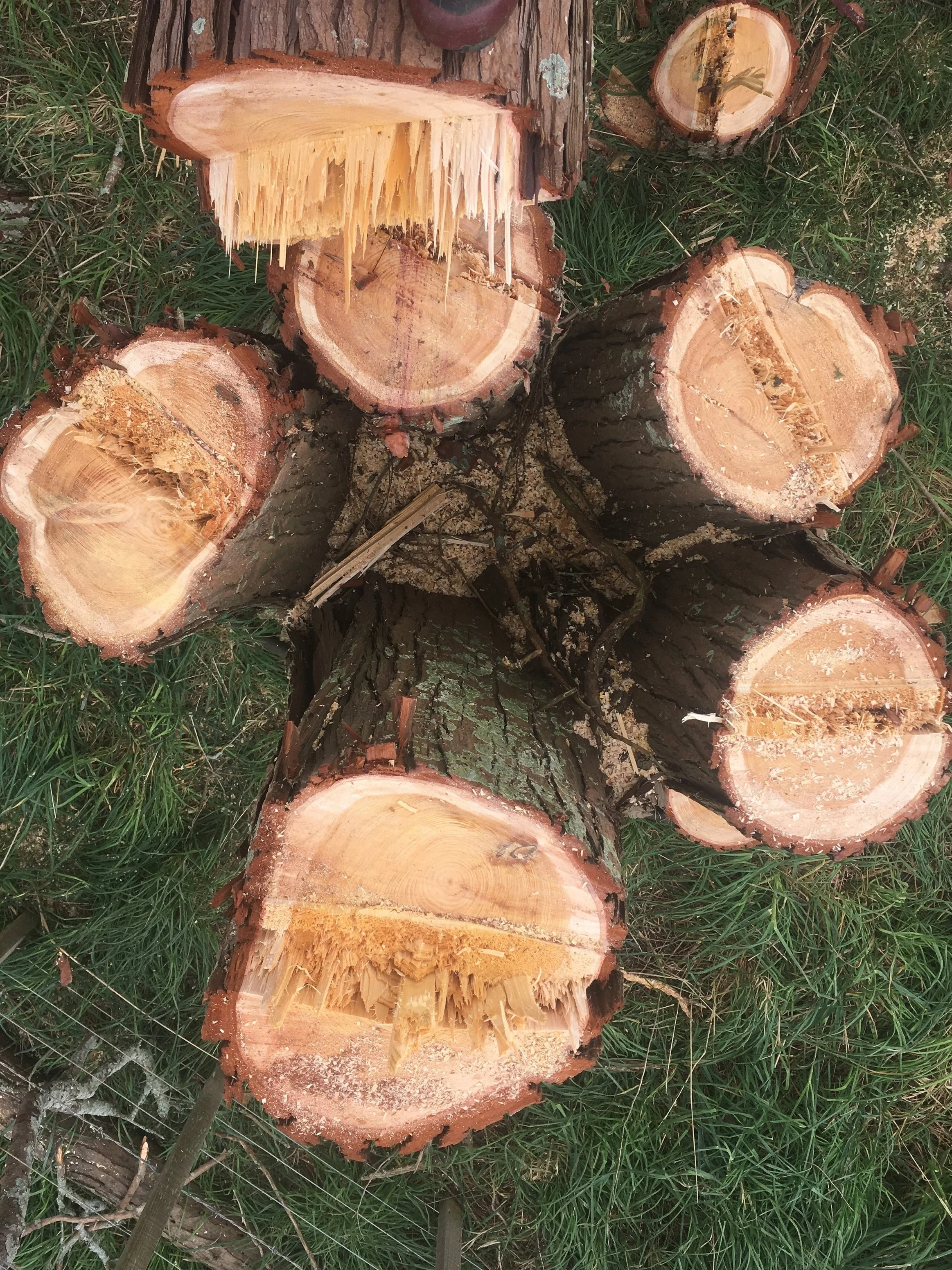 A multi-stemmed Cryptomaria. Each stem was safely felled individually.