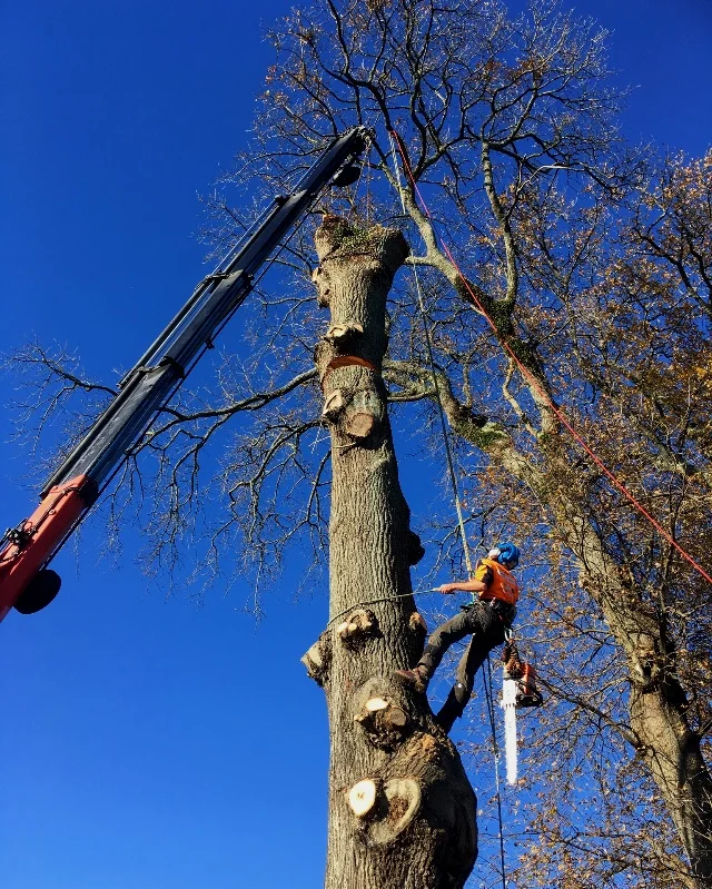 Safely removing sections of an Oak trunk with the assistance of a hi-ab crane.