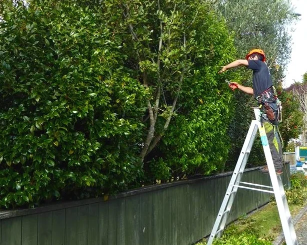 Fine pruning of some small Camellias for shape and balance.