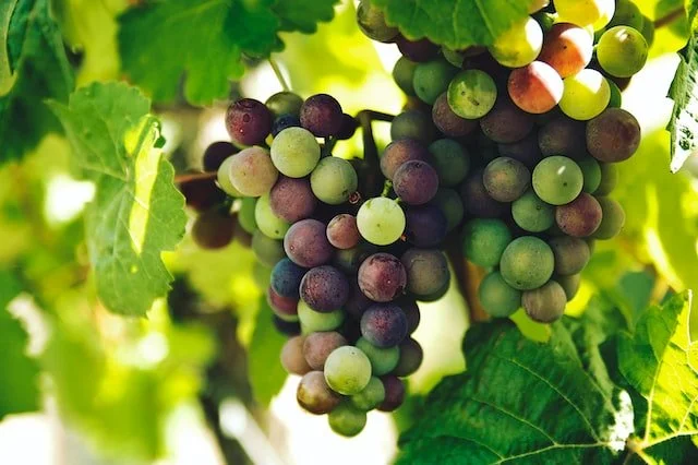 The fruitfulness/faithfulness debate