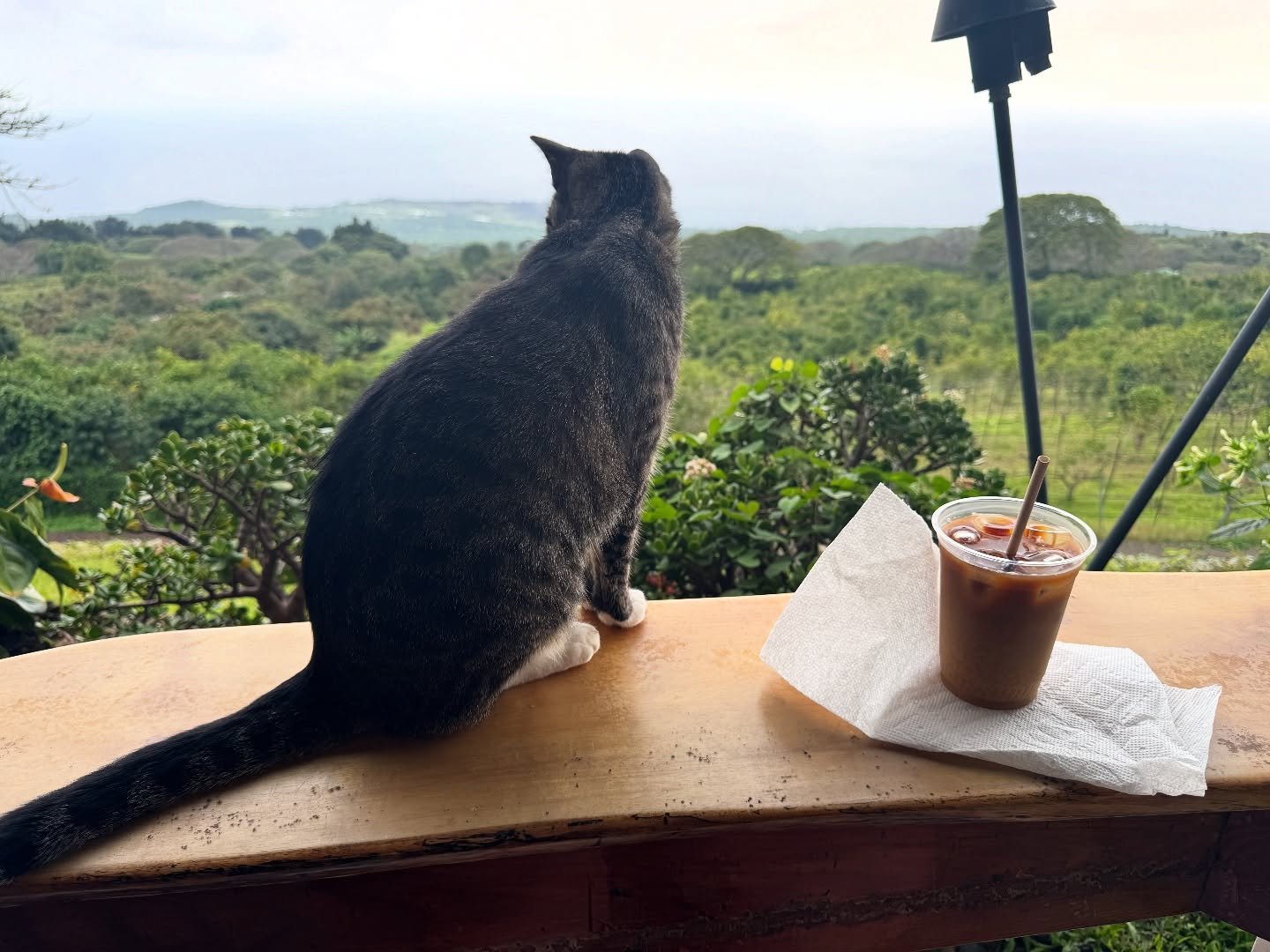 I found a cat, the coffee range and Jesus. #bigislandhawaii #ifoundjesus #clousforest #konacoffee #konajoecoffee @konajoecoffee
