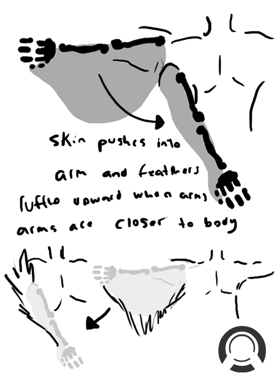 Anatomy Breakdowns of how the wings work.