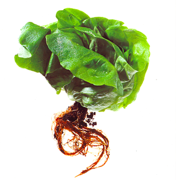 Screen Shot 2016-11-18 at 3.13.13 PM.png