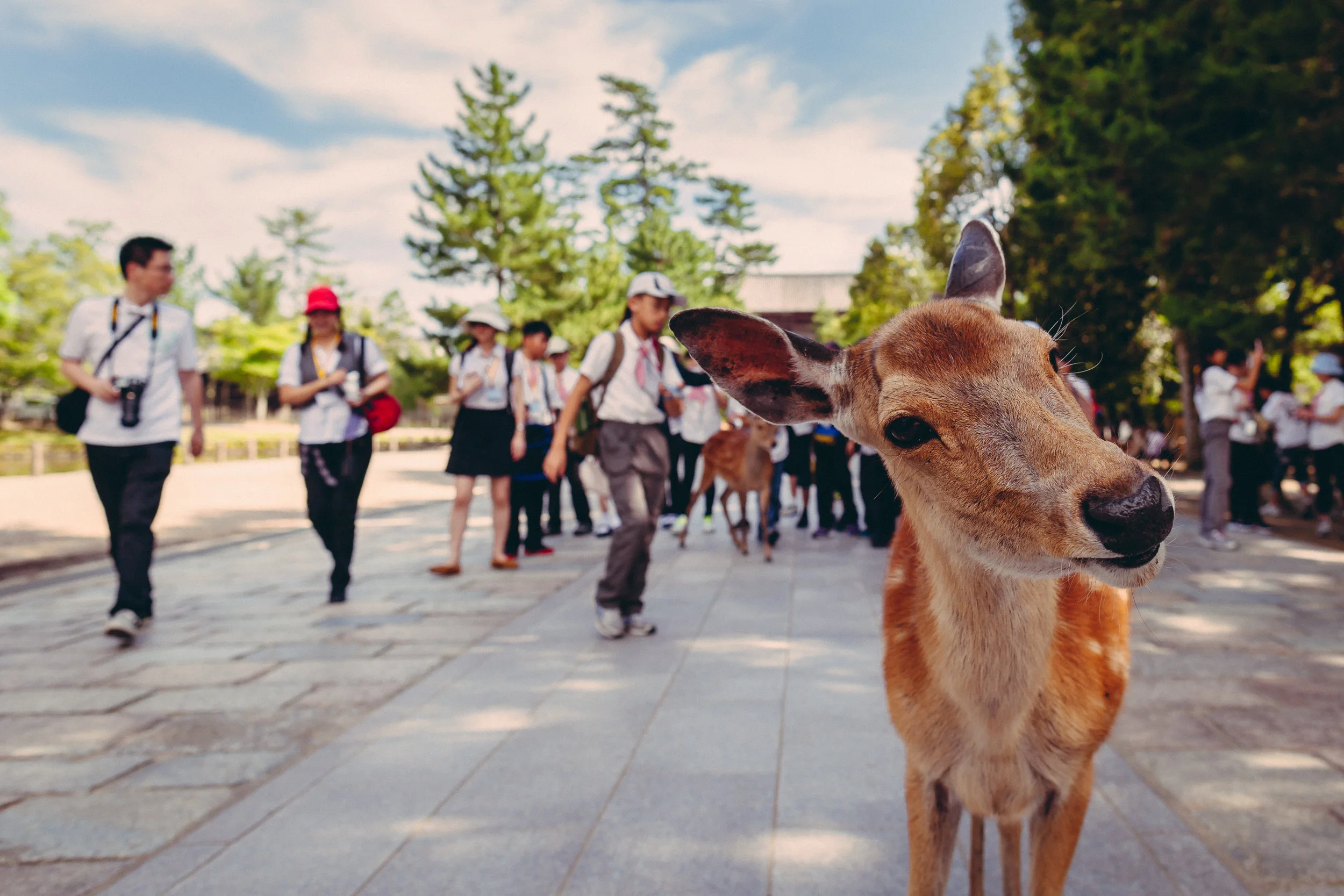 Nara.jpg