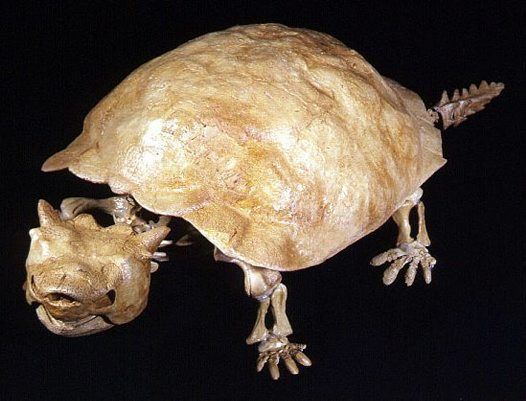 tortoise fossil 3.jpg